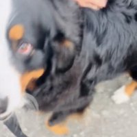 上目づかいで見つめる犬