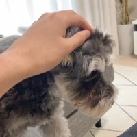 パパさんが撫でたら…