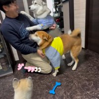 パパさん帰宅時のワンコたち2