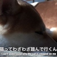 心優しいももちゃんは怒りません