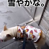 雪を見て踵を返す犬