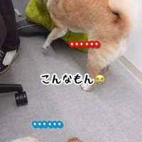 おもちゃで遊ぶ2匹