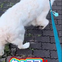 女の子が好きなリーズちゃん