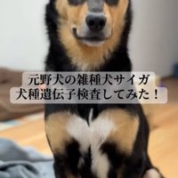 カメラの前に座る犬