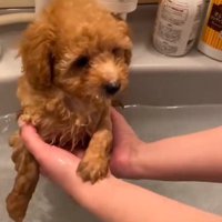 手に収まる小さなふくくん