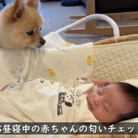 お昼寝中も気にかけてくれます