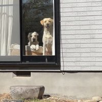 ゴンちゃんとサンちゃんが窓の前でお出迎え