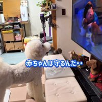 テレビに釘付けの犬