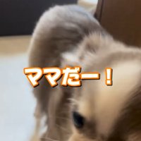 飼い主を出迎える小型犬