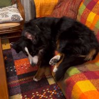 ソファからおりるリンちゃん