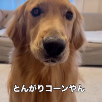 小さな帽子を被った犬