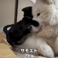 犬に抱きつく猫