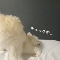 寝床チェックするぽぽちゃん1