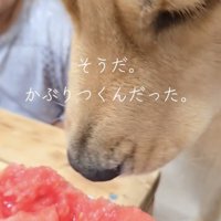 無事にスイカを大満喫