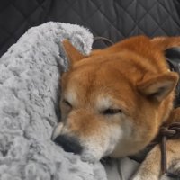 ナラちゃんは疲れてウトウト…