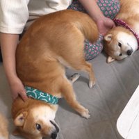 2匹揃って甘えん坊モード♡