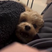 飼い主たちが仲良くしているのを見て口を開ける犬