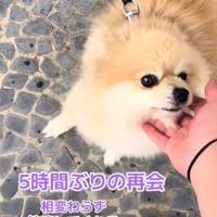 ナデナデ