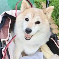 ニコニコ