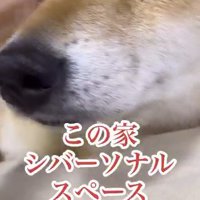 飼い主に顔を撫でられる犬