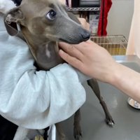 トントンする先生