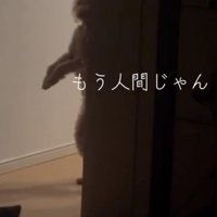 壁の陰から現れる犬