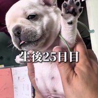 生後25日の赤ちゃん犬