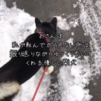 雪の少ない方へ進む犬