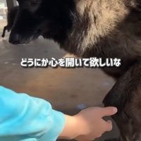 不安そうに前足を差し出す犬