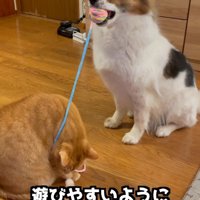 おもちゃで遊ぶふたり