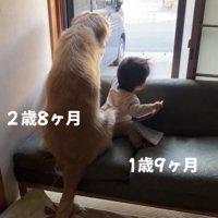 外を見つめる犬と立ち上がろうとする赤ちゃん