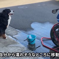 水を使うと興味津々に