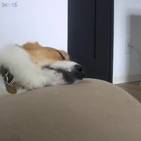 お留守番中のポムちゃん