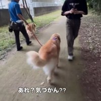 男性の横を通り過ぎる兄犬