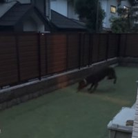 ぐるぐる回る大型犬