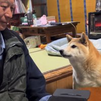 お父さんを見る犬