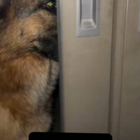 横を向く犬1