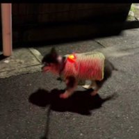 ブルルッと体を振ったり…