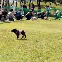 走る犬3