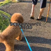 おじいさんの後をついて行く小型犬
