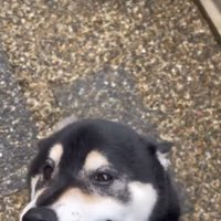 ヒコーキ耳の犬