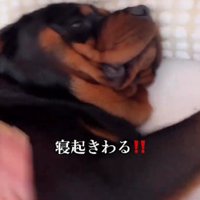 まったく起きる気配なし