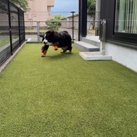 お庭でダッシュ！