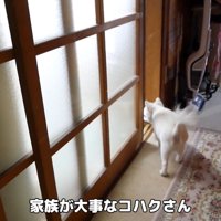 ドアを開けてあげたら中へ…