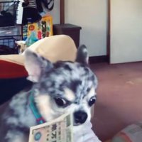 「ふむ…そういうことか」