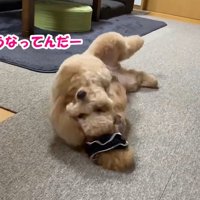 必死に取ろうとしています！