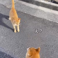 近づいてくる猫を見て体を硬くする犬