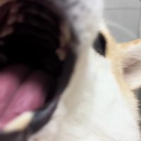 さらに大きな口に！！