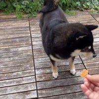おやつを探す柴犬