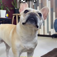 首をかしげる犬